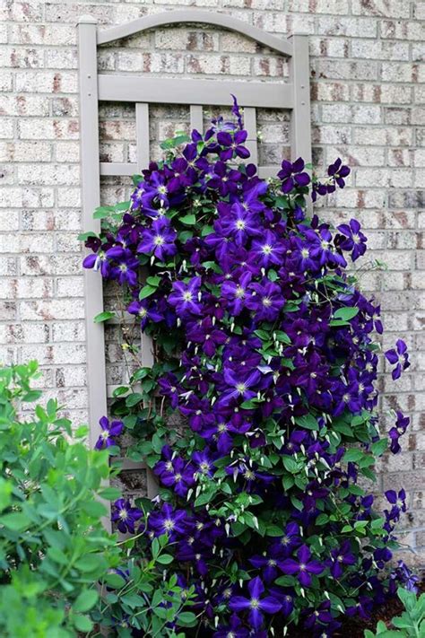 simple tips  growing clematis house  hawthornes