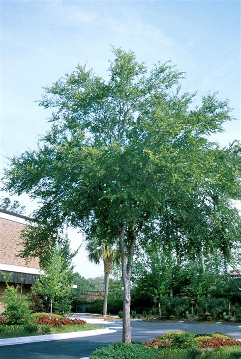 Ulmus Crassifolia Cedar Elm 8 In Trees Siteone