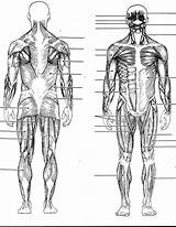 Worksheet Anterior Muscles Coloring Muscle Skeletal Human Diagram Muscular System Torso Chart sketch template