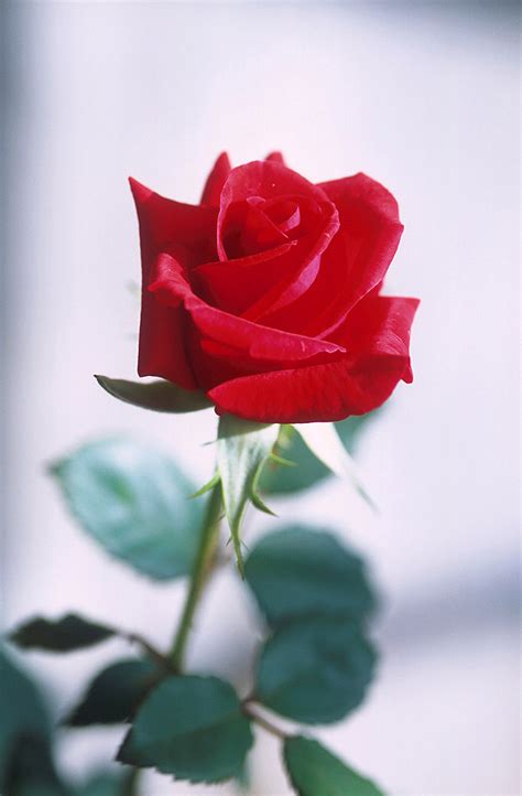 national flower  rose