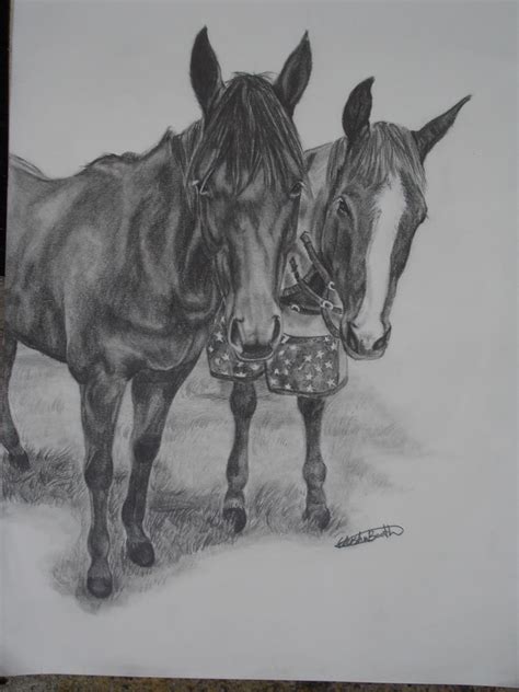 horse drawings  horse forum