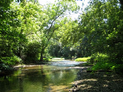 photo creek nature trees water   jooinn