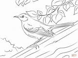 Mockingbird Sinsonte Cenzontle Printable Supercoloring Norte Birds Flores Categorías sketch template