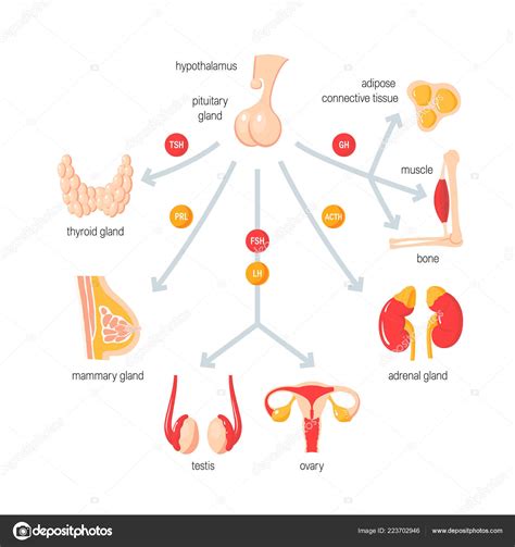 function  endocrine system simple vector infographic  flat style stock vector  marinaua