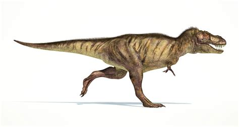 T Rex’s Tiny Arms May Have Been Vicious Weapons