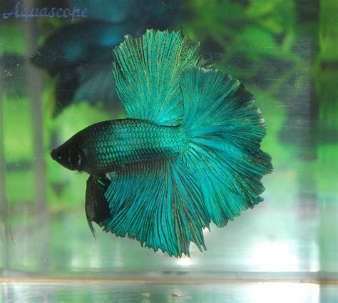Dream analysis fish
