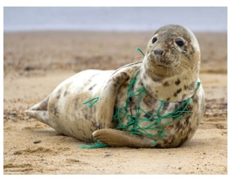 plastic pollution  animal life