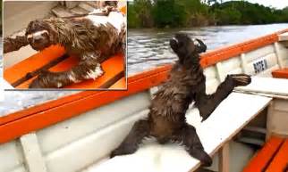 the adorable moment that a sloth in a speed boat enjoys the fastest ride of its life daily