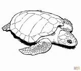 Sea Color Turtle Coloring Pages Turtles Drawing Getdrawings Draw sketch template