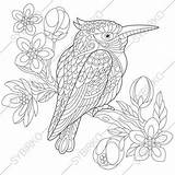 Coloring Kookaburra Kingfisher Bird Pages Zentangle Adult Australian Adults Stylized Printable Animal Etsy Choose Board Getcolorings Cherry sketch template
