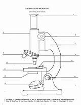 Microscope Labels Template Coloring sketch template