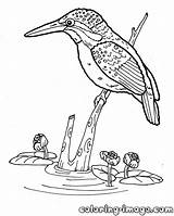 Kingfisher Coloring Pages Template sketch template