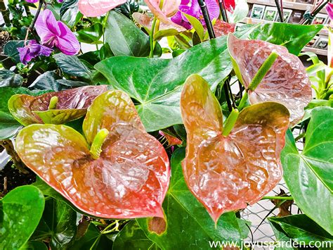 Anthurium Care And Growing Tips Anthurium Care Plants