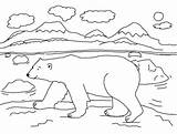 Mewarnai Beruang Binatang Belajar Lucu Anak sketch template
