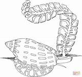 Coloring Sea Snail Algae Pages Anemone Supercoloring Drawing Printable sketch template