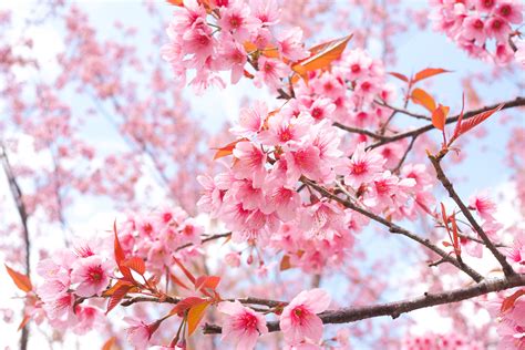 cherry blossom tree branches  hd flowers  wallpapers images backgrounds   pictures