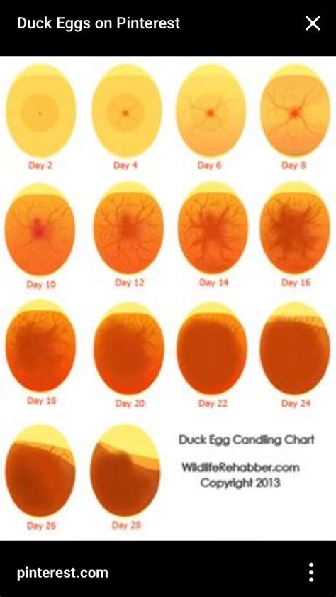 Bird Growth Chart Egg Candling Hatching Chickens Duck Eggs