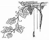 Vine Coloring Grapevine Clipart Grapes Pages sketch template