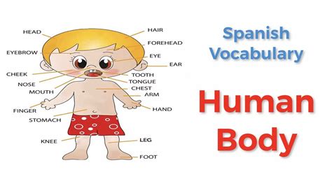 call human body parts  spanish spanish vocabulary learn spanish language youtube