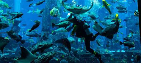 scuba diving dubai diving centers timings locations  price