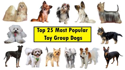 top  toy group dog breeds youtube