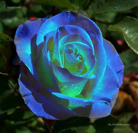 prachtige blauwe roos blauwe roos rose bloemen