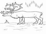 Tundra Coloring Pages Getcolorings Arctic Getdrawings sketch template