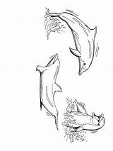 Dolfijn Dolfijnen Kleurplaten Delfine Dieren Lumba Dolphins Mewarnai Animasi Delphin Dauphin Bergerak Delfini Animaatjes Malvorlage Kleurplaatjes Kleuren Malvorlagen1001 Kleurplatenwereld Coloriages sketch template