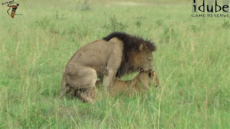 wildlife african big cats pairing lions youtube