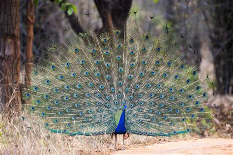 birds  spectacularly fancy tail feathers