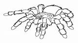Spider sketch template