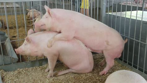 Women having sex with a pig