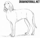 Bloodhound Drawingforall Ayvazyan sketch template