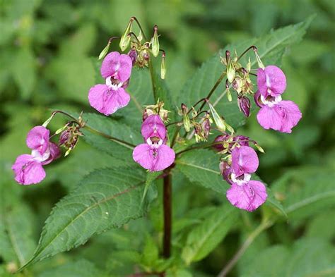 the himalayan balsam an invasive flower that spreads by explosion