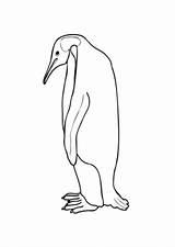 Pinguin Kaiser Ausmalbild Grosser Pinguine Ausmalen Kaiserpinguin Ausdrucken Dein Auszudrucken Klicke Pinnwand sketch template