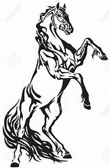 Horse Rearing Stallion Caballos Broncos Caballo Bucking Whiteboard Clipartmag Cabeza Cabezas sketch template