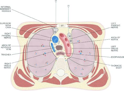 drawing   transverse section   thorax   level