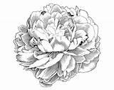 Peony Peonies Illustration Drawing Flower Clipart Line Clip Engraving Tattoo Flowers Deviantart Simple Drawings Cliparts Easy Pivoine Dessin Outline Peonie sketch template