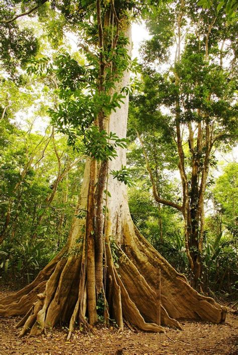 amazon jungle tree stock photo image  tropical environment