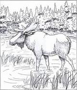 Coloring Moose Pages Printable Animal Patterns Wood Book Color Adults Carving Bing Animals Colouring Adult Sheets Printables Online Coloringpages101 Sketch sketch template