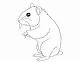 Hamster Chomik Kolorowanki Criceto Hamsters Bestcoloringpagesforkids Bettercoloring Criceti Wydruku sketch template