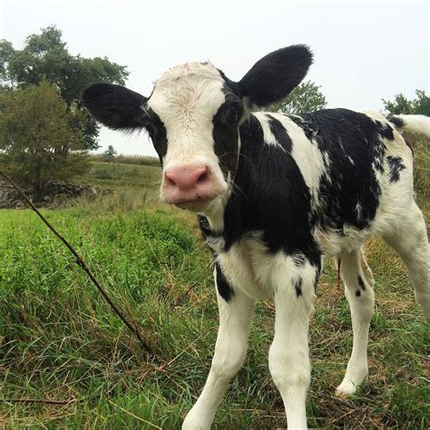 dairy good life baby calf names