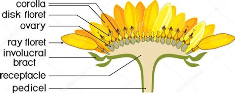 diagram   sunflower parts structure flower sunflower cross section diagram flower head