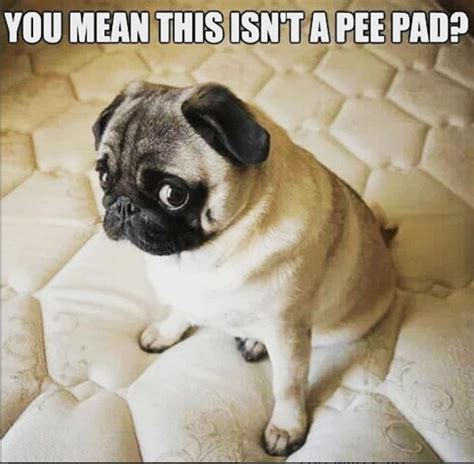 funniest pug memes   time  paws
