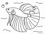 Coloring Pages Fish Realistic Betta Fishing Ocean Jellyfish Rod Color Printable Saltwater Drawing Price Simple Getcolorings Cheap Freshwater Box Getdrawings sketch template