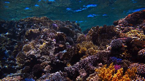 Download Wallpaper 3840x2160 Reef Coral Sea Underwater