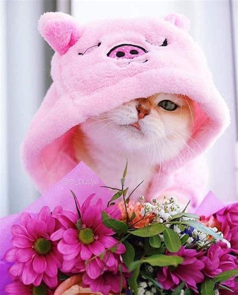 pink cat rcats
