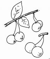 Kirschen Baum Ausmalen Zum Ausmalbild Kirsche Trinken Malvorlage sketch template