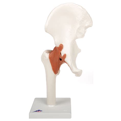 Functional Hip Joint