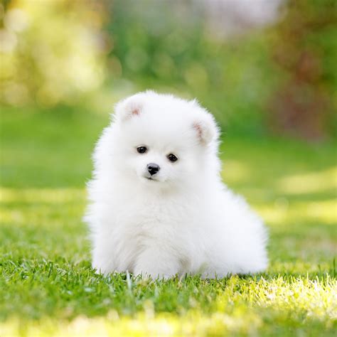 pictures  white fluffy puppies rintatir